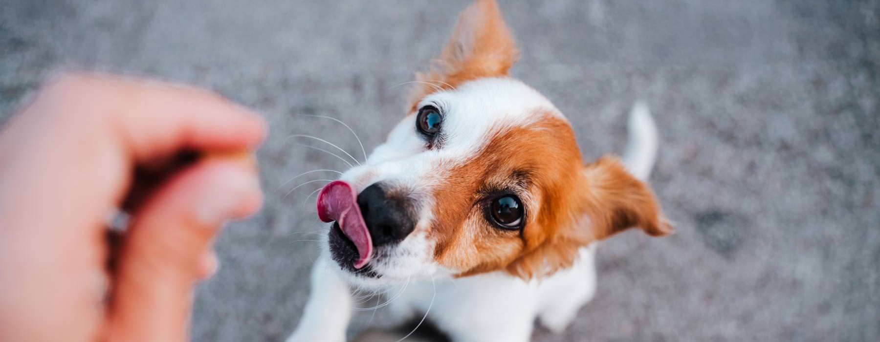 a dog eating snacks